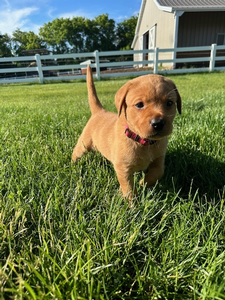 Pink Collar Female